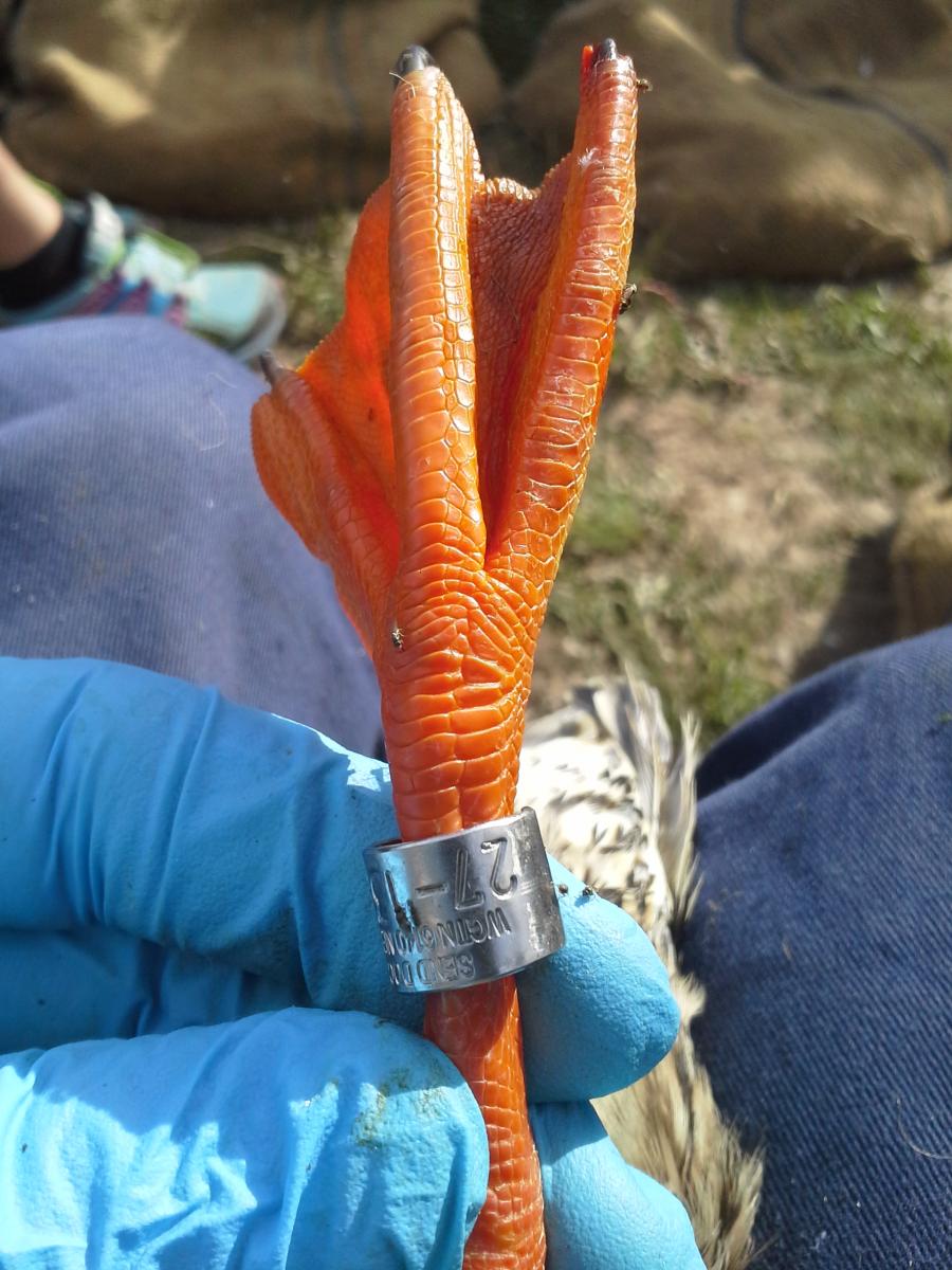 1 Close up of a duck band.