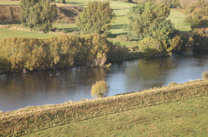 Bumper duck counts as harvest nears