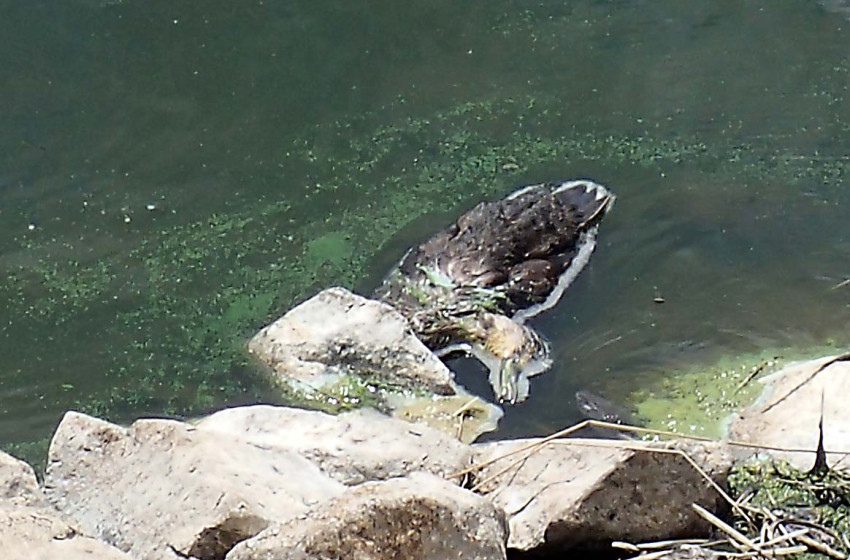 Deadly botulism outbreak kills scores of birds at Te Aroha Wastewater Treatment Plant