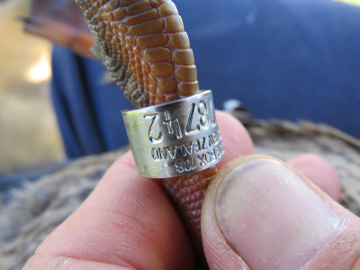 BANDING BAND CLSEUP2