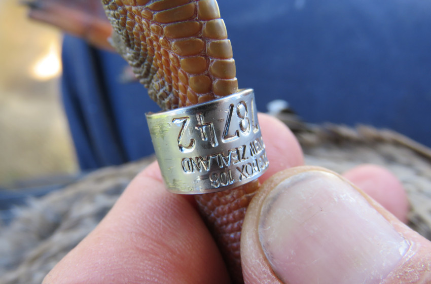 Ducks by the hundred get ‘blinged up’ for scientific research