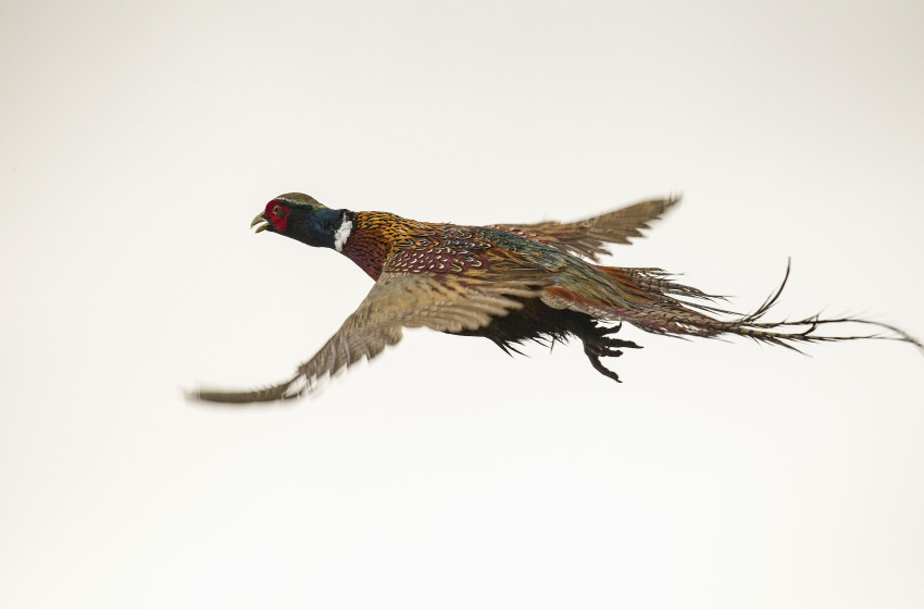 Game bird habitat stamp winner for 2022 announced