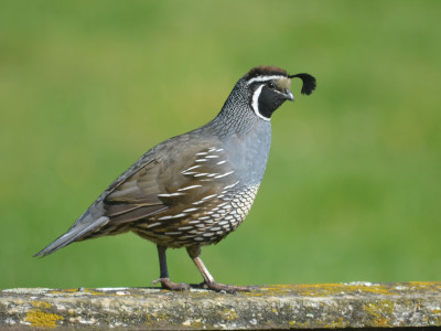 Quail copy