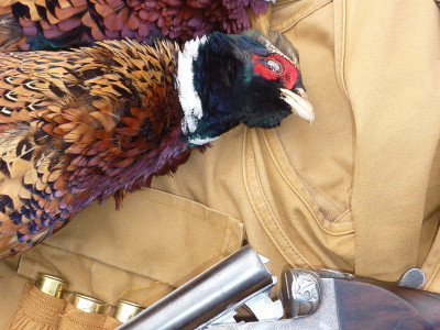 Pheasants 2014 Whangarei Dessard 5