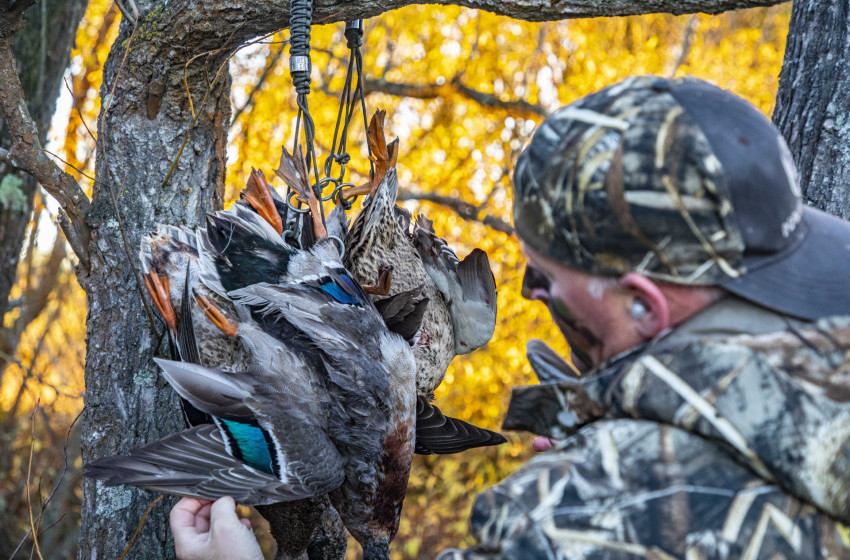 Game bird hunting regulations review