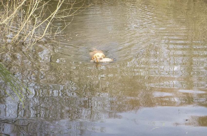 Getting the most out of your gun dog-Part  3 How to approach the first hunting season