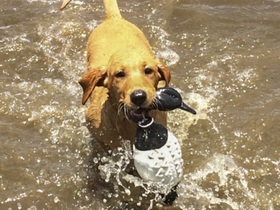 sues pups 2 Renny 6 1