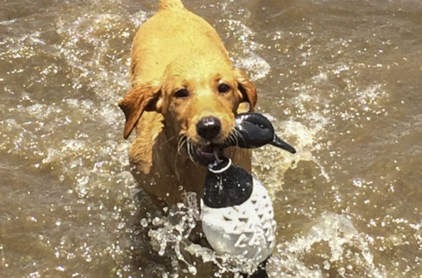 Getting the most out of your gundog - 9 April 2020