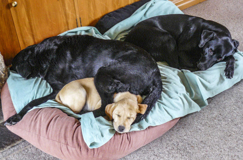 Getting the most out of your gundog - Part 2: Bring home your pup home and how to start training