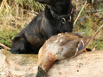 Eastern Waewaetutuki