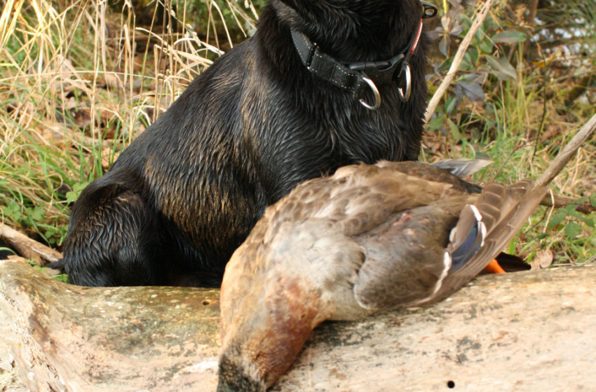 Junior Hunt Opportunity – Waewaetutuki
