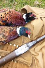 Pheasants harvested near Whangarei