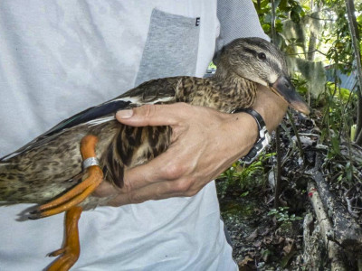 Duck NZ 1 banded 1 New Caledonia Lifou 1