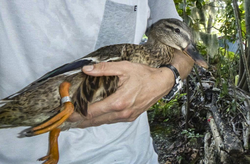 Mallards explore the South Pacific