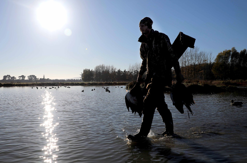 New game bird hunting season shaping as one of best in years