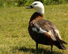 Female paradise shelduck photo Fish Game 0