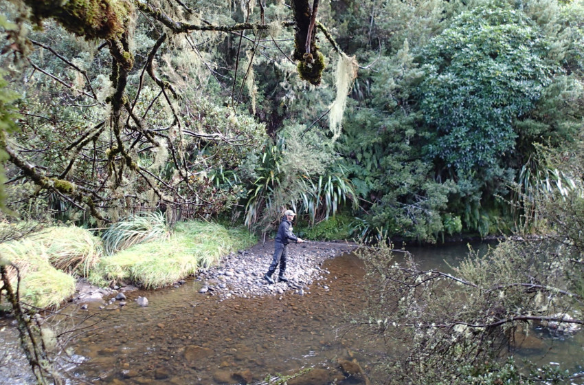 Auckland/Waikato Reel Life March 2018