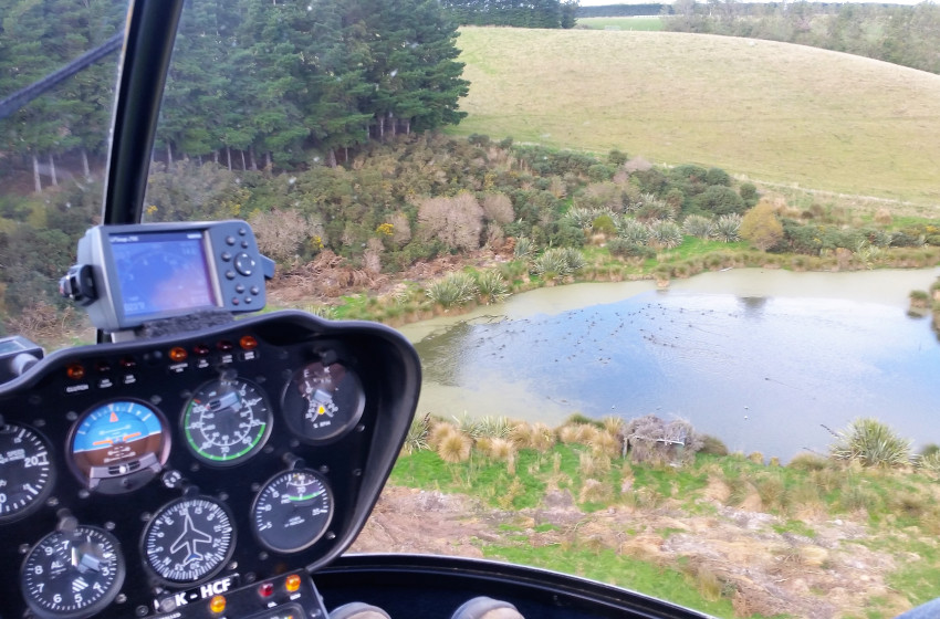 Otago Fish & Game finds mallards ducking for cover