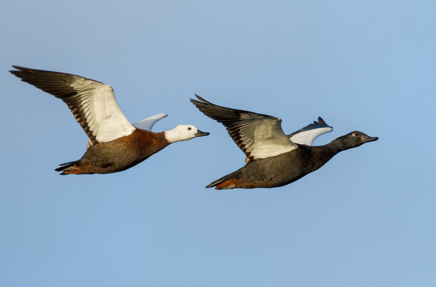 Perfectly timed photo wins award for South Island photographer