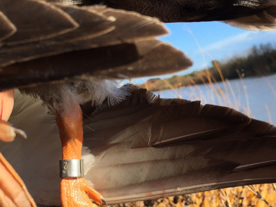 BT Banded Duck2