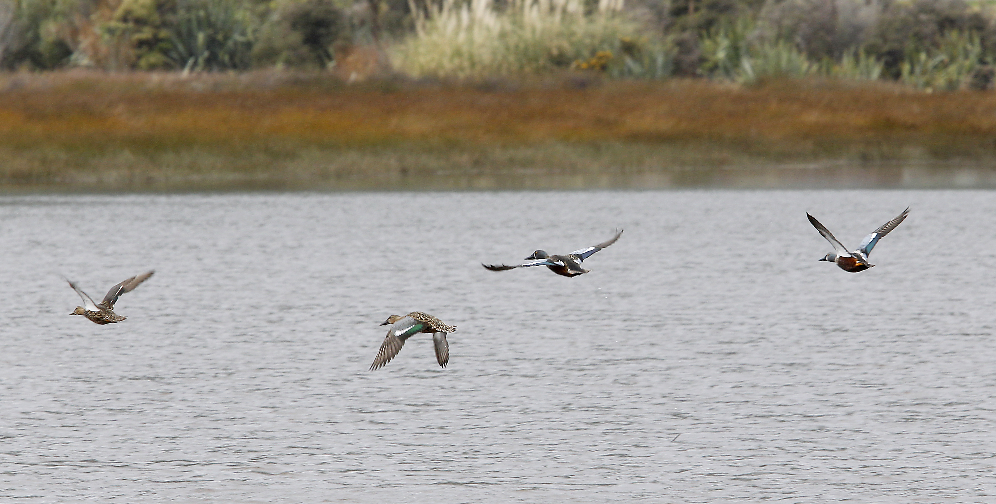 FGNZ WC Shoveler Survey46