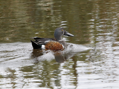 FGNZ WC Shoveler Survey74