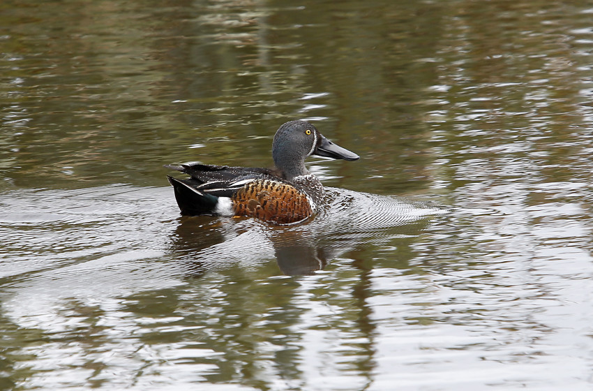 Shoveler duck survey results are in