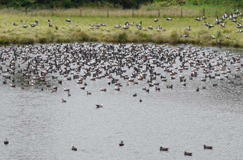 Summer hunting for paradise shelduck on offer