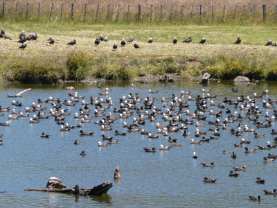 There were good numbers of paradise shelduck moulting at sites on the Taranaki ringplain this year