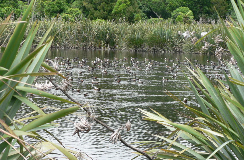 Summer hunting for ‘parries' on offer