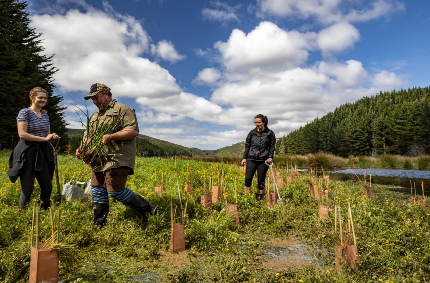 Time running out for Kiwis to apply for financial help to support wetlands