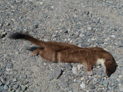 Trapped Stoat