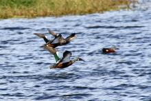 shoveler