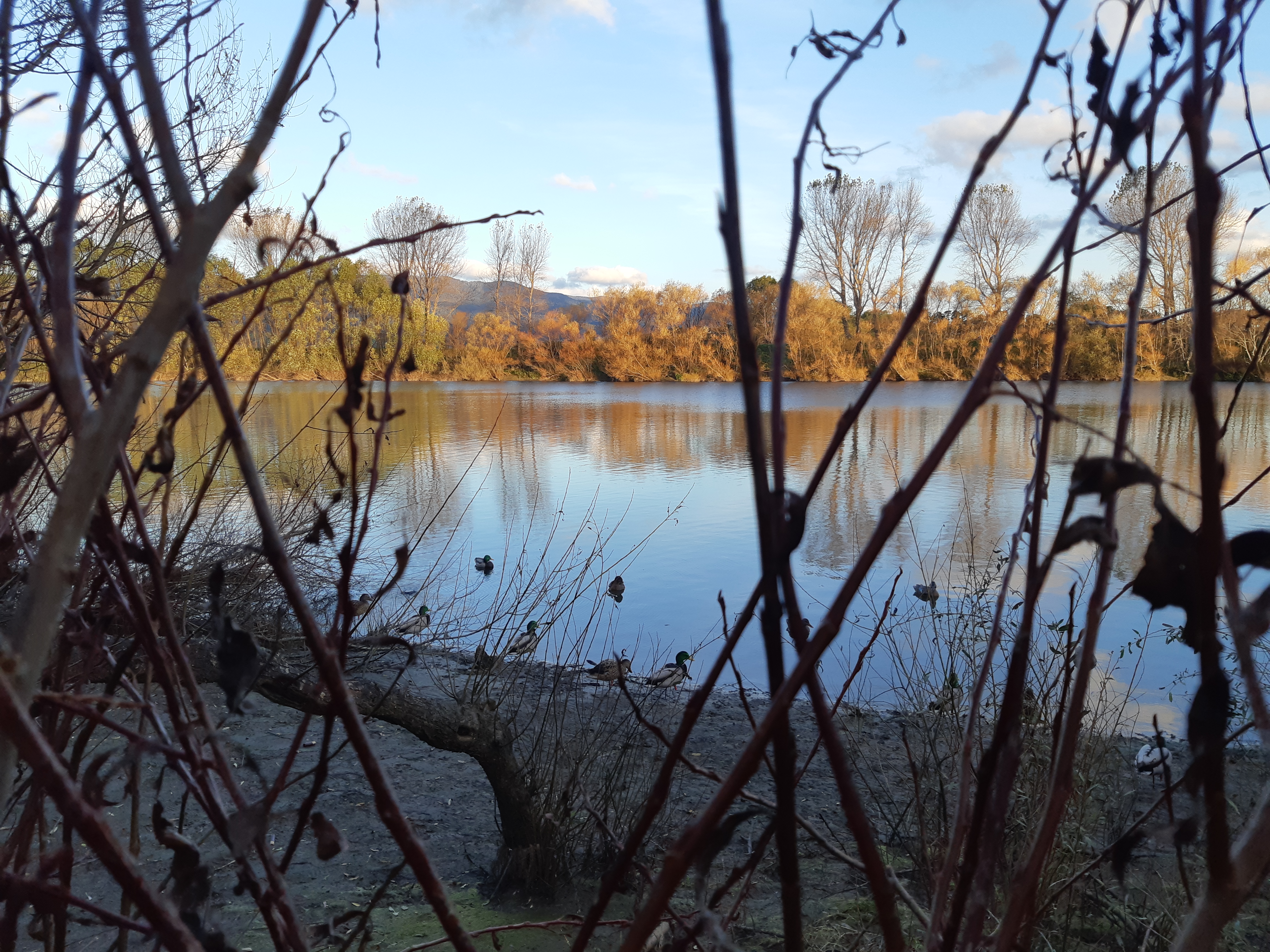 View from the maimai calm conditions favoured the ducks