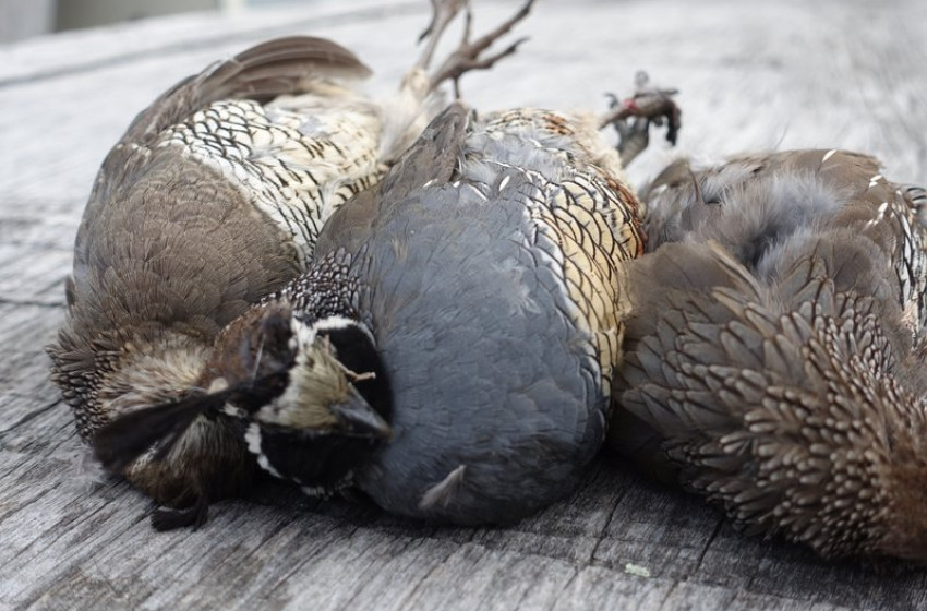 Wellington Weekly Hunting Report - 01 August 2019