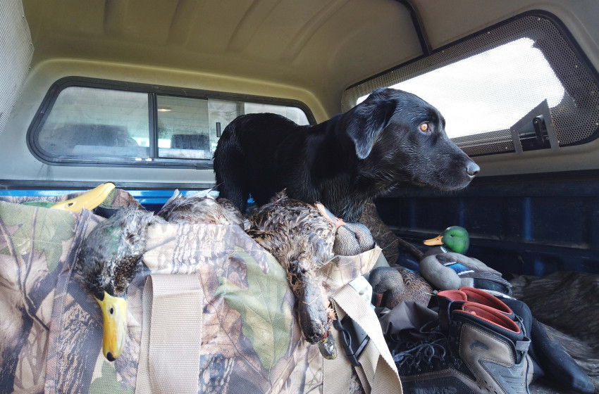 Wellington Weekly Hunting Report - 16 May 2019