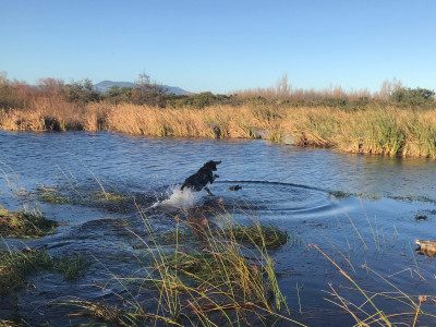 Enthusiastic retrieve by Digby 14 month old GSP at Lake Wairarapa on Sunday Alex Dalzell edited