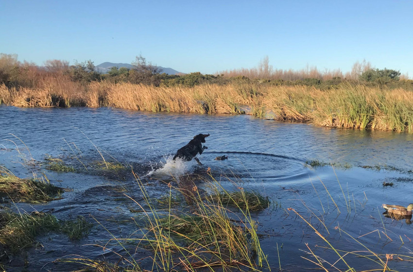 Wellington Weekly Hunting Report - 24 May 2019