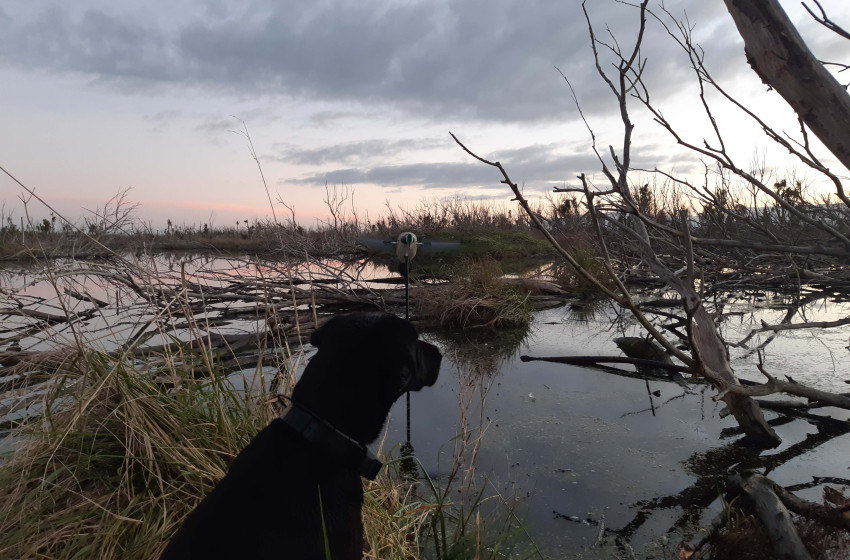 Wellington Weekly Hunting Report - 27 June 2019
