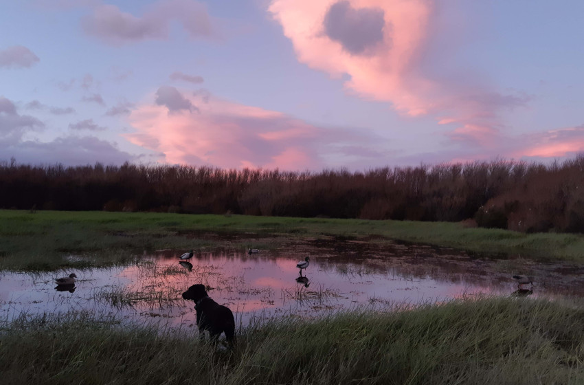 Wellington Weekly Hunting Report - 30 May 2019