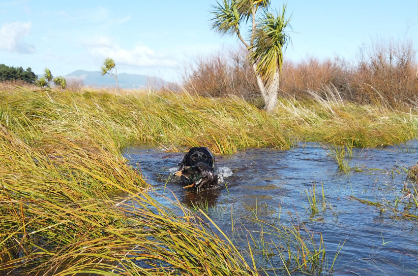 Wellington Weekly Hunting Report - 6 June 2019