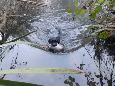 Young lab Ash retrieves a fat mallard from a duck pond near Masterton edited