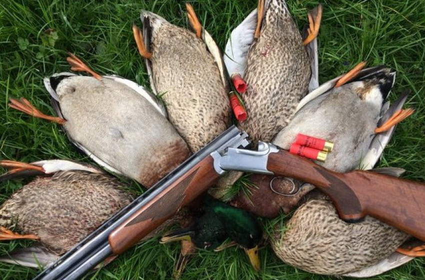 Wellington Weekly Hunting Report - June 29 2017