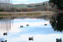 op duck pond