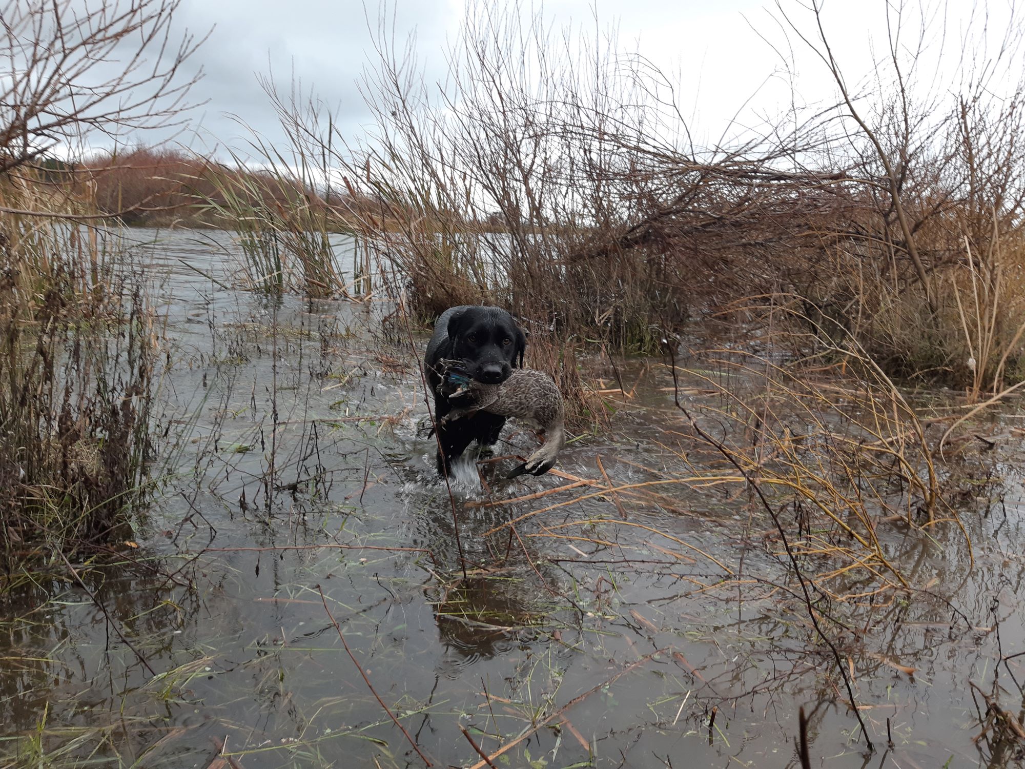 Another good retrieve for Ash on a cold and windy Lake Wairarapa day2