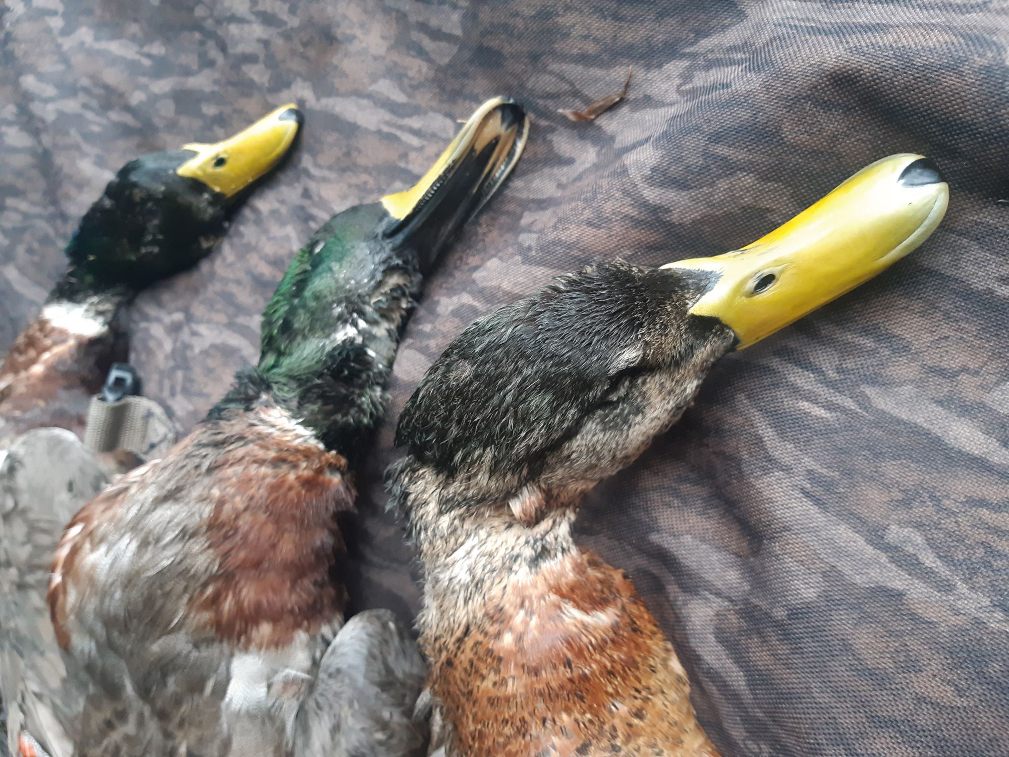 Hunters are encouraged to target drakes and let the hens pass