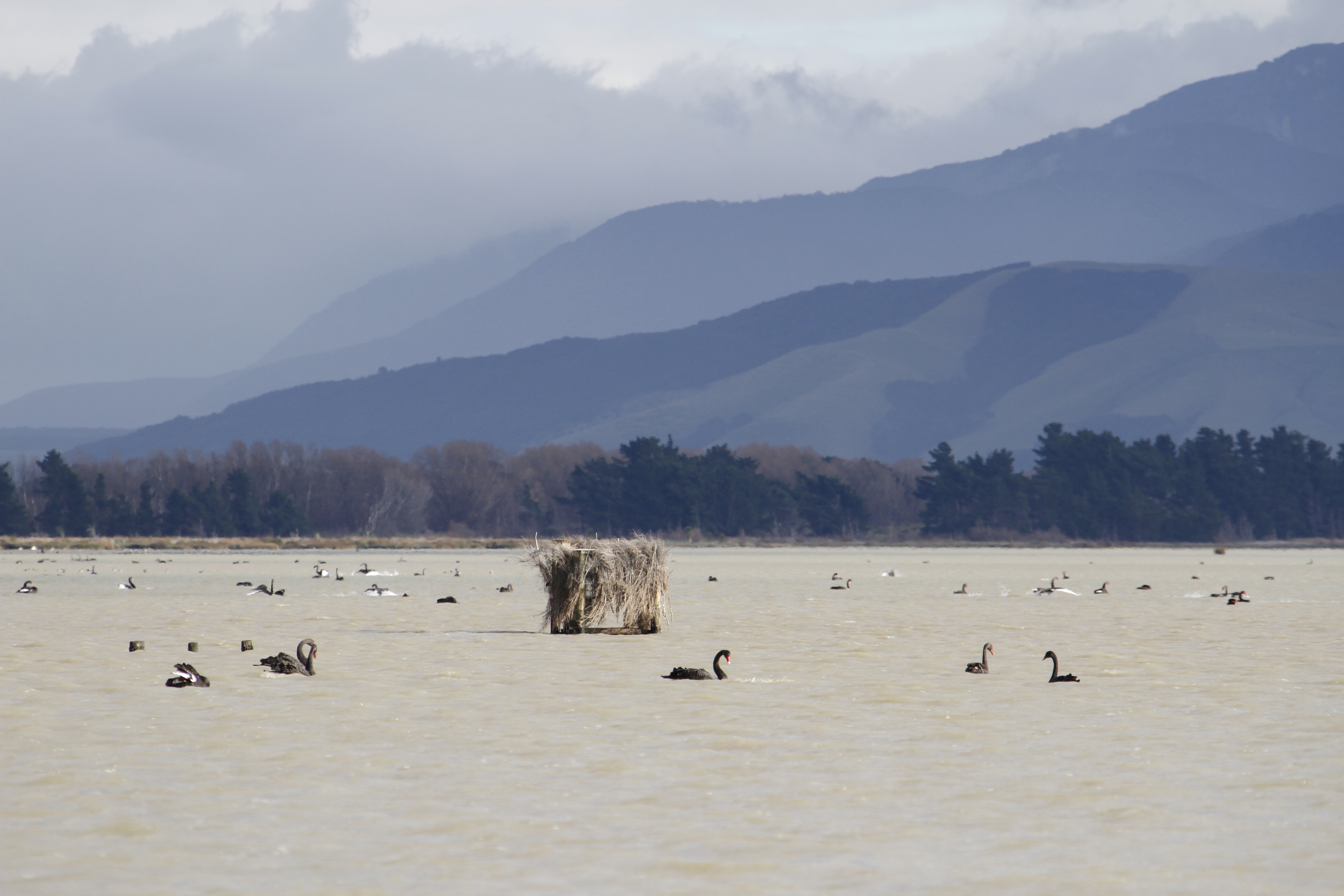 Hunters encouraged swans season3