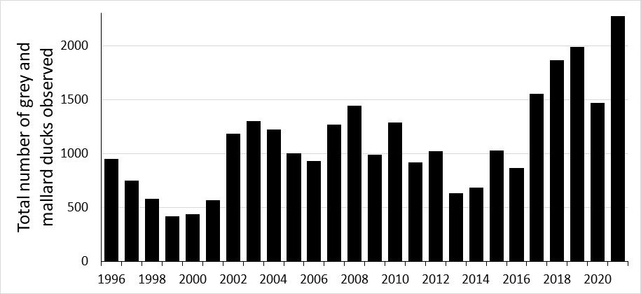duck counts 2021