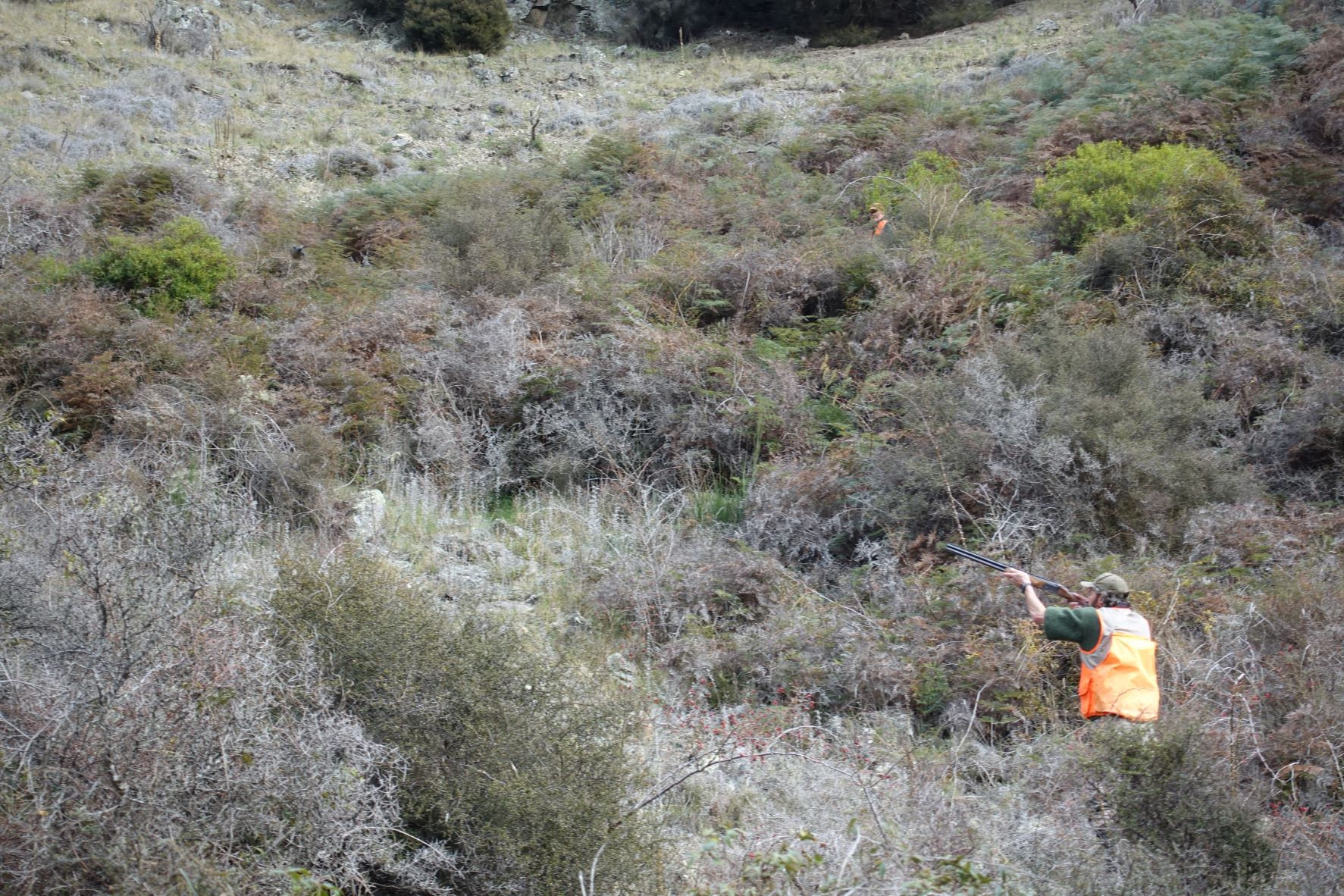 Upland game WEB