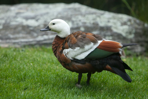 Paradise Shelduck